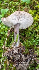 Melanoleuca polioleuca