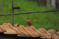 Troglodytes aedon