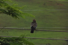 Troglodytes aedon