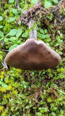 Melanoleuca polioleuca