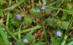 Veronica plebeia