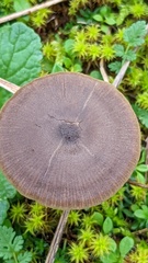 Entoloma vindobonense