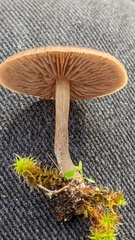 Entoloma vindobonense