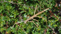 Pachymorpha