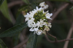 Tabernaemontana catharinensis