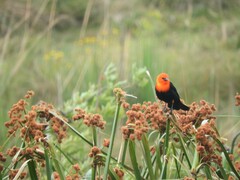 Amblyramphus holosericeus