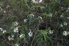Tabernaemontana catharinensis