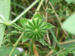 Anoda cristata
