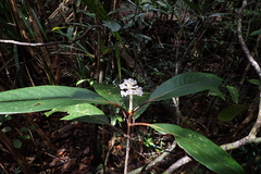 Psychotria leratii