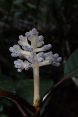 Psychotria leratii