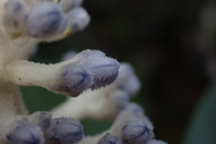 Psychotria leratii