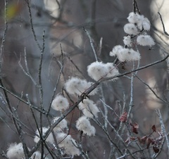 Clematis
