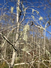 Usnea trichodea