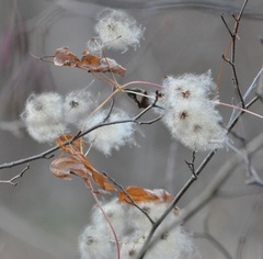 Clematis