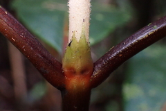 Psychotria leratii