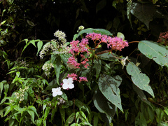 Hydrangea aspera
