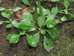 Antennaria solitaria