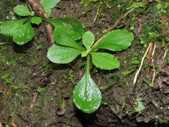 Antennaria solitaria