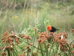 Amblyramphus holosericeus