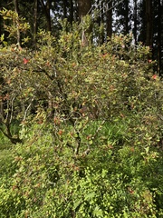 Rhododendron oldhamii