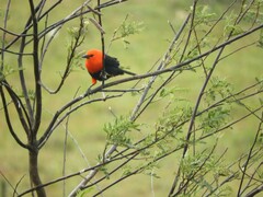 Amblyramphus holosericeus