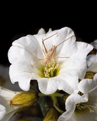 Cordia decandra
