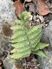 Dryopteris arguta