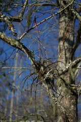 Tillandsia balbisiana