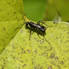 Priocnemis minorata