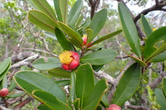 Montrouziera sphaeroidea