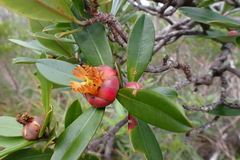 Montrouziera sphaeroidea