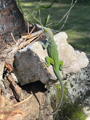 Anolis leachii