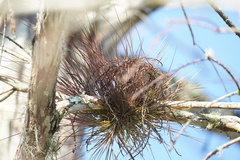 Tillandsia setacea
