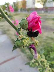 Alcea rosea