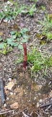 Dipodium roseum