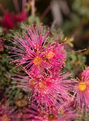 Calliandra chilensis