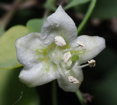 Lycium boerhaviifolium