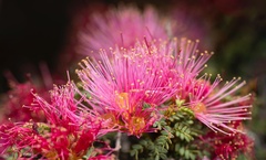 Calliandra chilensis