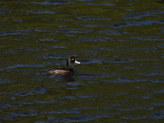 Aythya novaeseelandiae