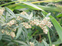 Artemisia vulgaris