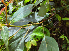 Hydrangea aspera