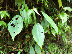 Hydrangea aspera
