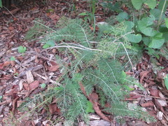Foeniculum