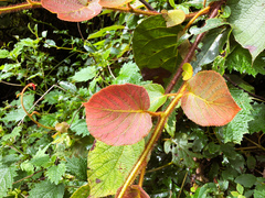 Actinidia setosa