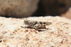 Trimerotropis andeana