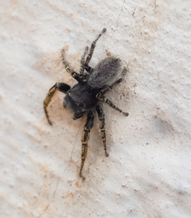 Phidippus mystaceus