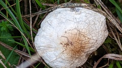 Lepiota erminea