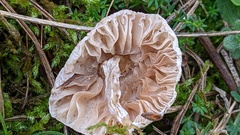 Lepiota erminea
