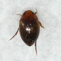 Hydroporinae