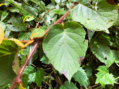 Actinidia setosa